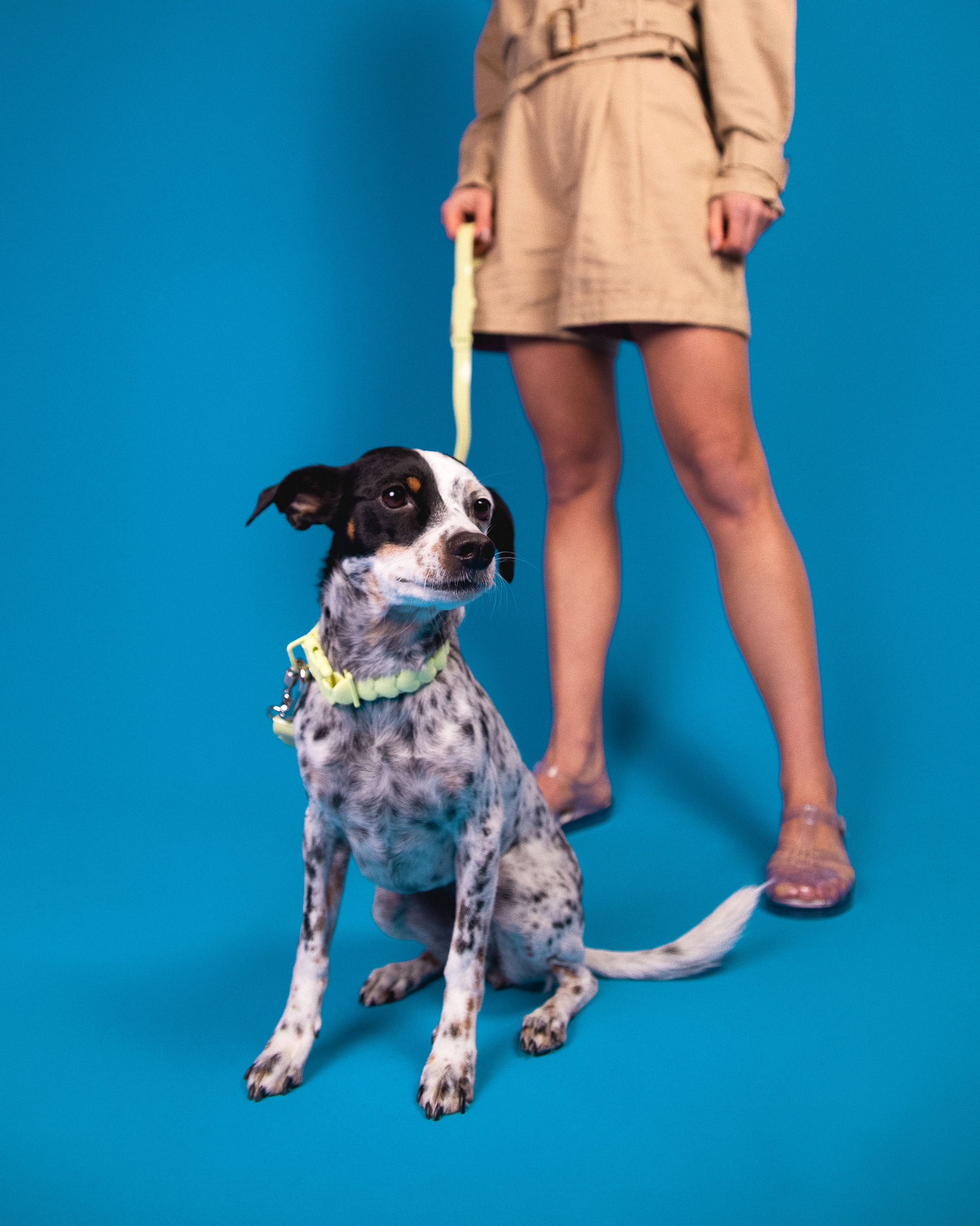 MELISSA PET COLLAR
